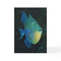Queen Triggerfish greeting card