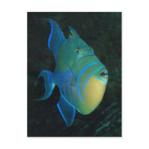 Queen Triggerfish postcard
