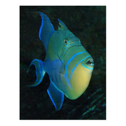 Queen Triggerfish postcard