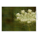 Queen's Anne Lace cards