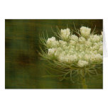 Queen's Anne Lace cards