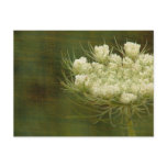 Queen's Anne Lace Postcard
