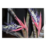 Queens Tears Plant w/Flowers cards