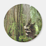Quiet Big California Redwood Tree Forest magnets