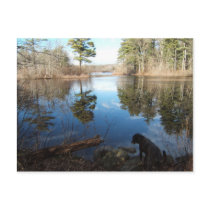 Quiet Cove w/dog ~ postcard