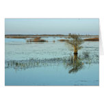 Quiet evening in the wetlands greeting cards