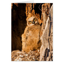 Quizzical Greeting Card