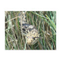 R0004 Bullsnake postcards