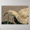 R0008 Rattlesnake posters