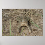 R0010 Prairie Toad posters