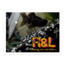 R&L Greetings fishtank Post Card
