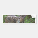 Rabbit Bumper Stickers
