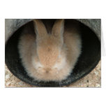 rabbit in a pipe cards