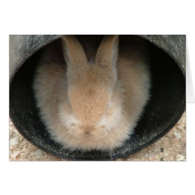 rabbit in a pipe greeting card by Libby