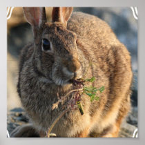 Rabbit Photo Print