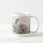 Rabbit Picture Mug