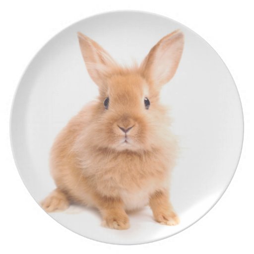 Rabbit Dinner Plates, Rabbit Party Plates