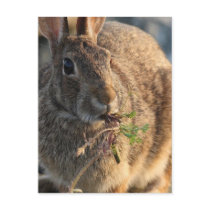 Rabbit Postcard