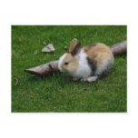 rabbit post cards