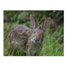 Rabbit Postcard