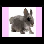 Rabbit postcard postcards