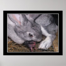 Rabbit with Newborn Baby Poster