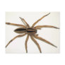 Rabid Wolf Spider Postcard.