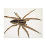 Rabid Wolf Spider Postcard.
