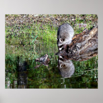 Raccon Reflection