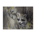 Raccoon at Home postcards