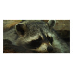 Raccoon photo cards