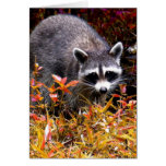 Raccoon play in Leaves Greeting Cards