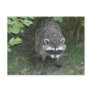 Raccoon Post Cards