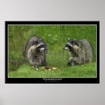 RACCOONS Photo Print Poster