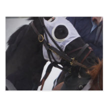 Race Horse Postcard