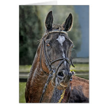 Race Horse Straight off Track Greeting Card