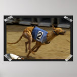 Racing Greyhound Dog Poster Print