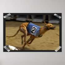 Racing Greyhound Dog Poster Print