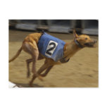 Racing Greyhound Postcard