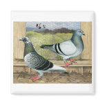 Racing Homers in Loft Fridge Magnet