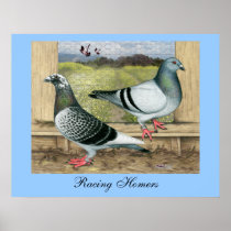 Racing Homers in Loft Poster