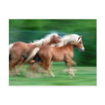 Racing Palomino Horses Postcard