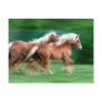 Racing Palomino Horses Postcard