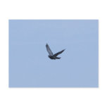 Racing Pigeon Coming Home Postcard