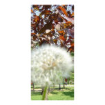 rack card speck flower dandelion rack cards