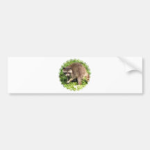 racoon-7 bumper sticker
