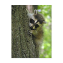 Racoon Baby Postcard