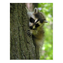 Racoon Baby Postcard