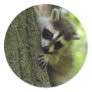 Racoon Baby Stickers