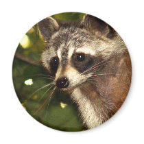 Racoon "Bandit" Magnet